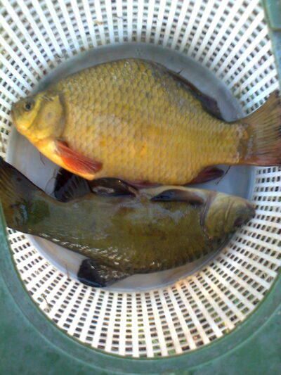 Crucian carp, 0.5 kg — Pakumulšių I-asis