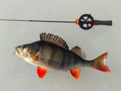 Eurasian perch