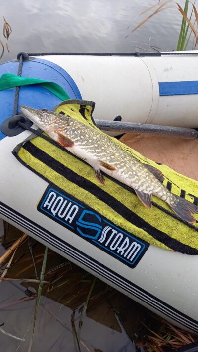 Northern Pike, 1.4 kg — Naudvario