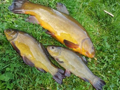Tench ×3