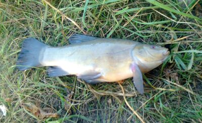 Tench, 0.5 kg — Pakumulšių I-asis