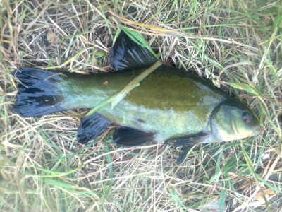 Tench