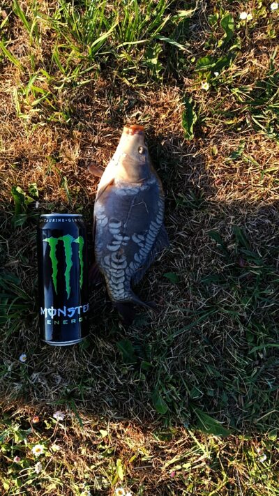 Mirror carp, 1.3 kg