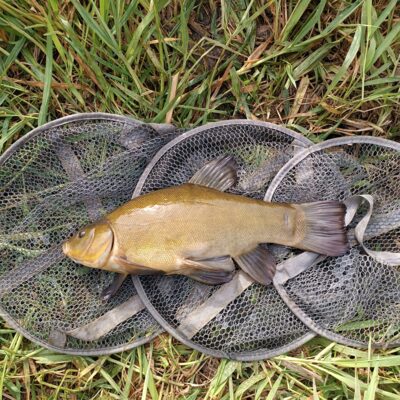 Tench, 1.2 kg — Lėvuo