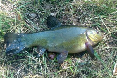 Tench, 0.5 kg — Pakumulšių I-asis