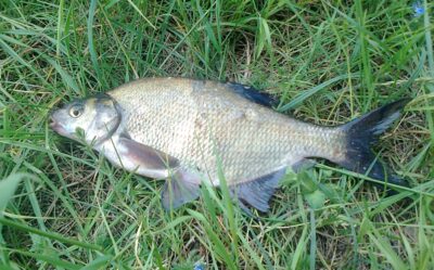 Carp bream, 0.5 kg — Pakumulšių I-asis