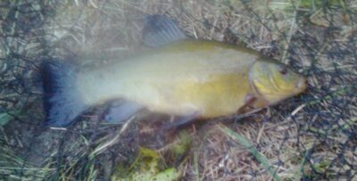 Tench, 0.5 kg — Pakumulšių I-asis