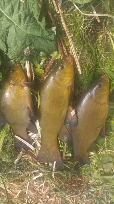 Tench ×3 — Užvenčio