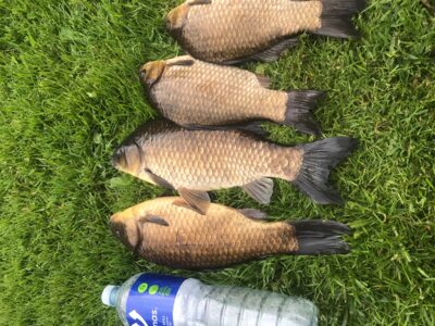 Prussian carp ×4