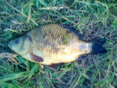 Crucian carp, 0.5 kg — Pakumulšių I-asis