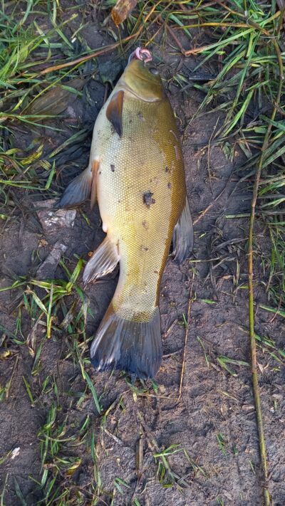 Tench — Užvenčio