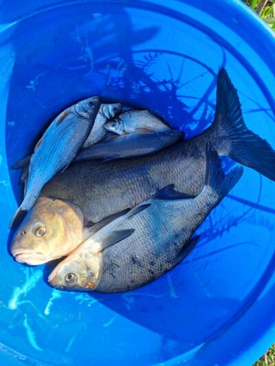 Carp bream ×2 — Neman River
