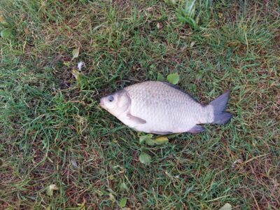 Prussian carp, 0.4 kg — Prūdelio