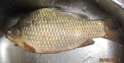 Prussian carp, 1.1 kg — Pakumulšių I-asis