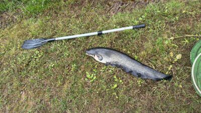 Wels catfish, 4.8 kg