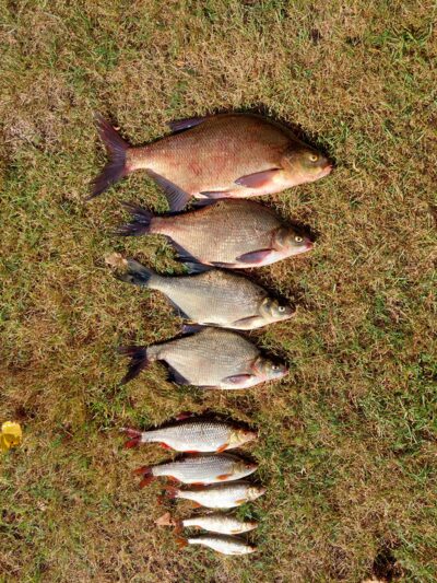 Carp bream ×4