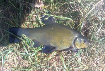 Tench — Pakumulšių I-asis