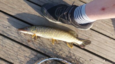Northern Pike, 0.5 kg — Talkša