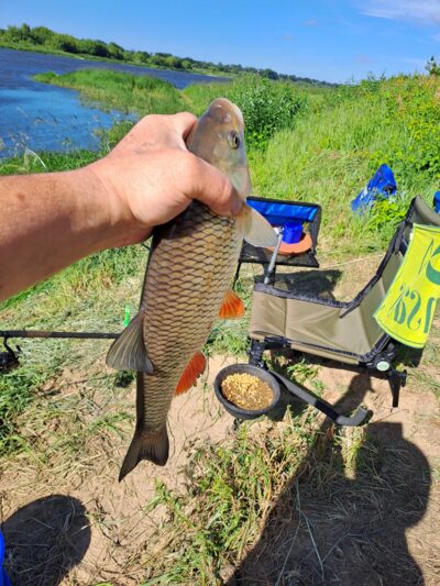 chub, 0.9 kg — Neman River
