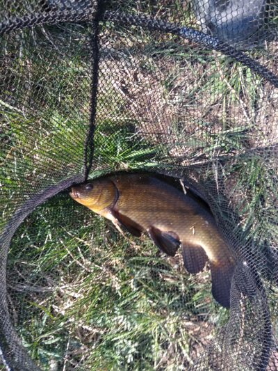Tench