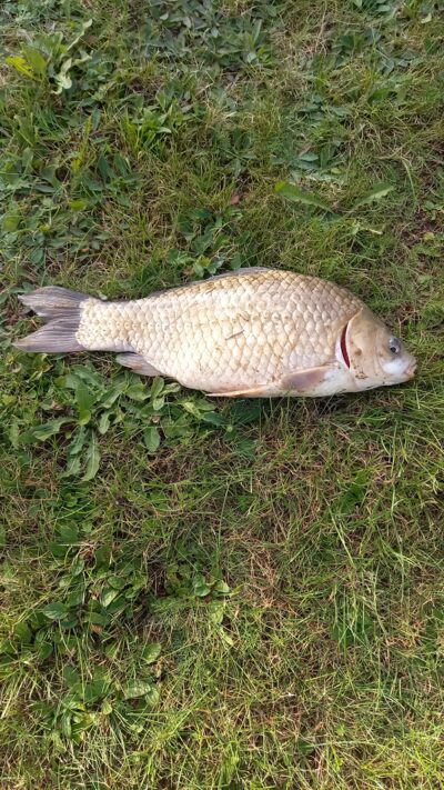 Prussian carp, 1.1 kg — Naudvario