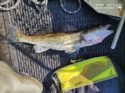 Pike perch — Kupiškio