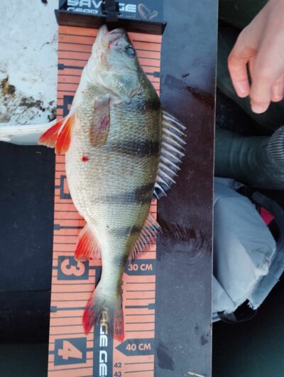 Eurasian perch, 1.0 kg — Voveriškių
