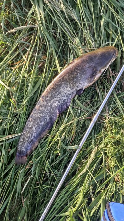 Wels catfish — Neman River