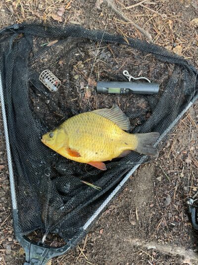 Crucian carp, 0.6 kg — Mažasis Gulbinų