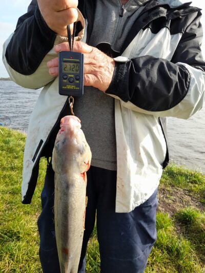 Carp bream