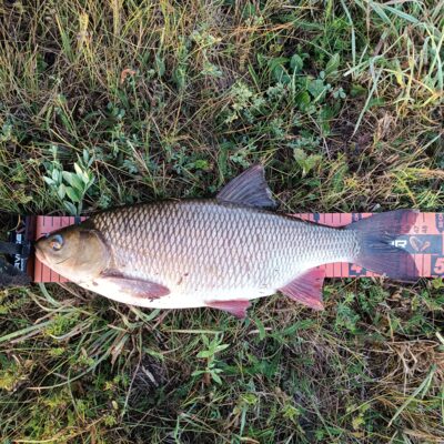 Ide, 1.5 kg — Mūša