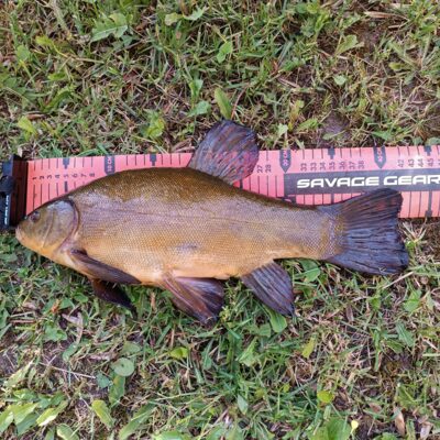 Tench, 1.3 kg — Lėvuo