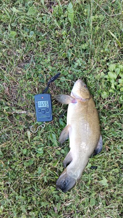 Tench, 0.6 kg