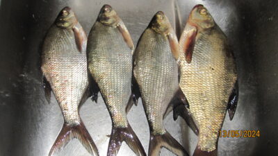 Carp bream ×4 — Pakumulšių I-asis