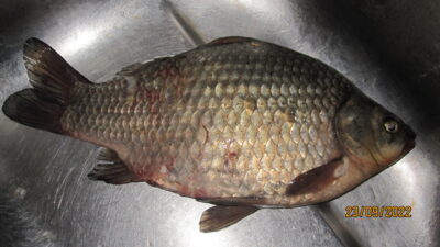 Prussian carp, 1.0 kg