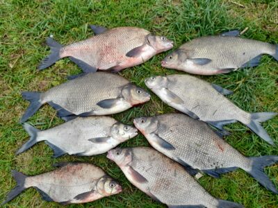 Carp bream