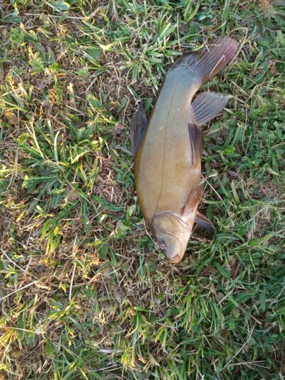 Tench, 1.0 kg