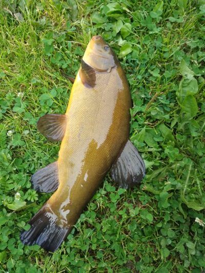 Tench — Apaščia