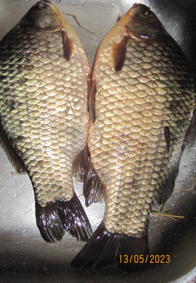 Prussian carp ×2