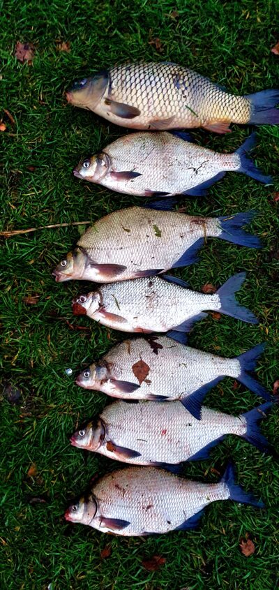 Carp bream ×6