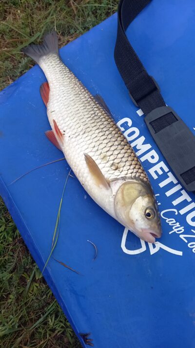 chub, 1.1 kg