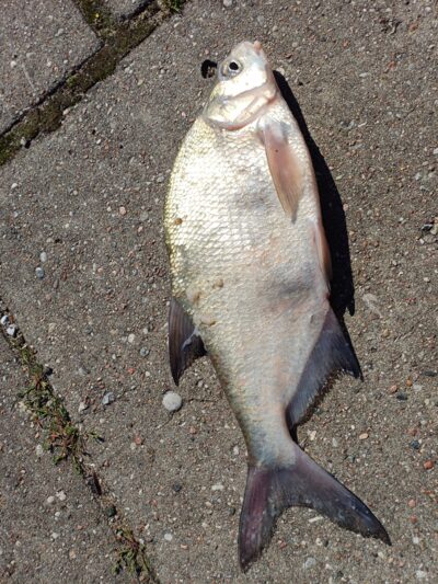 Carp bream — Kuršių