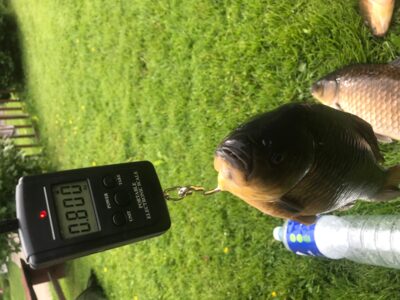 Prussian carp, 0.8 kg