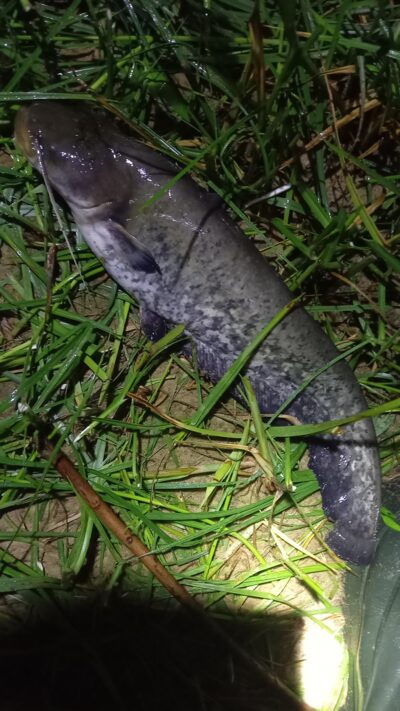 chub — Neman River