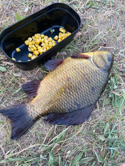 Crucian carp, 0.5 kg — Leliūnų