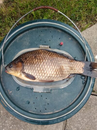 Prussian carp — Ruoliškis