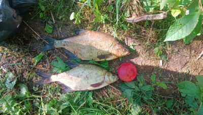 Carp bream ×2