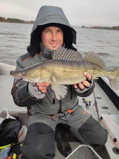 Pike perch, 2.5 kg