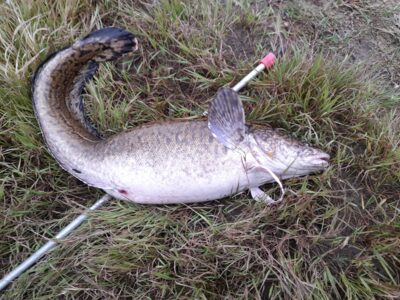 Burbot