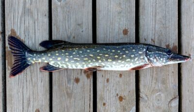 Northern Pike, 1.0 kg — Arinas